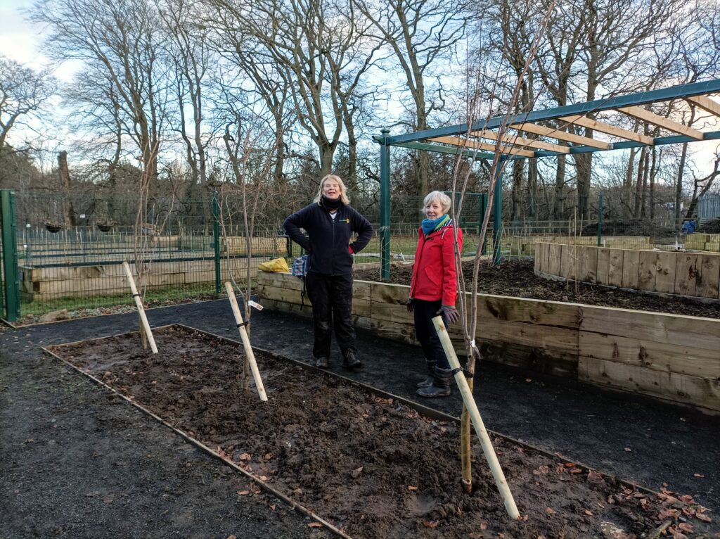 Volunteers planting cherry trees - January 2025